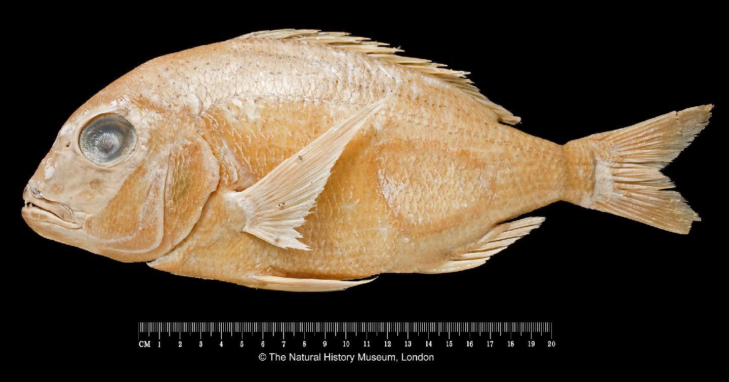 ภาพ ปลา lineopunctatus (Polysteganus lineopunctatus)