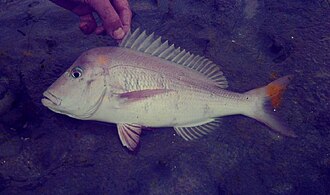 ภาพ ปลา praeorbitalis (Polysteganus praeorbitalis)