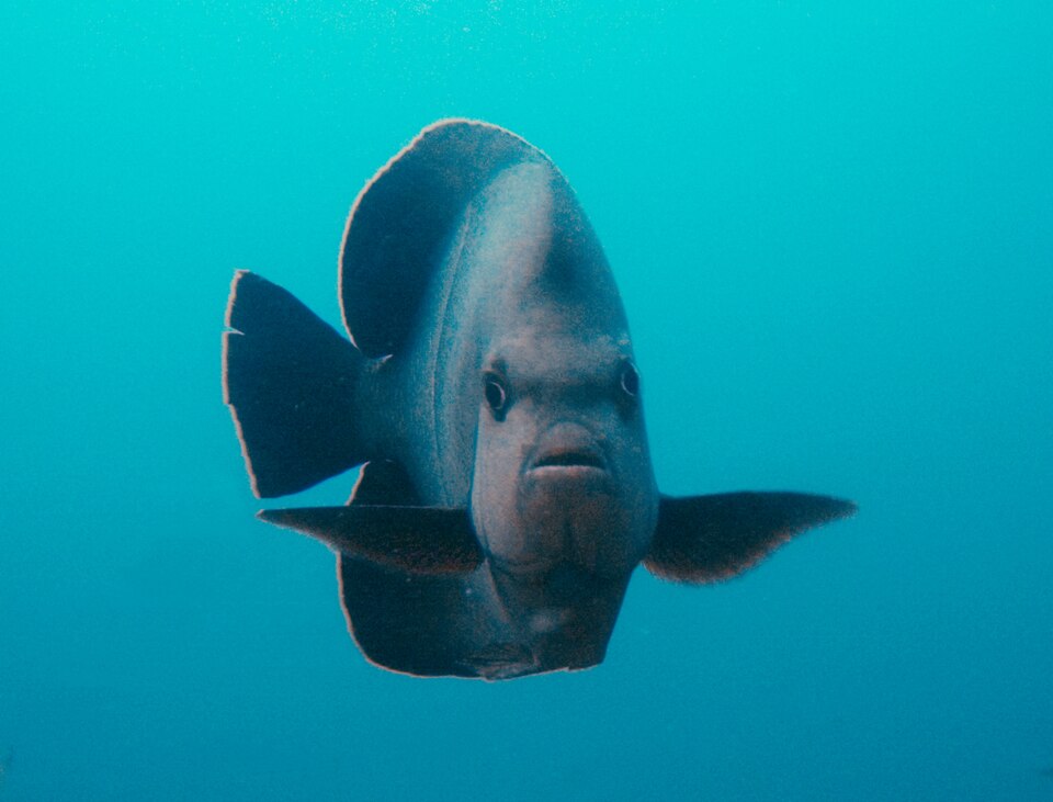 ภาพ ปลาสินสมุทร rhomboides (Pomacanthus rhomboides)