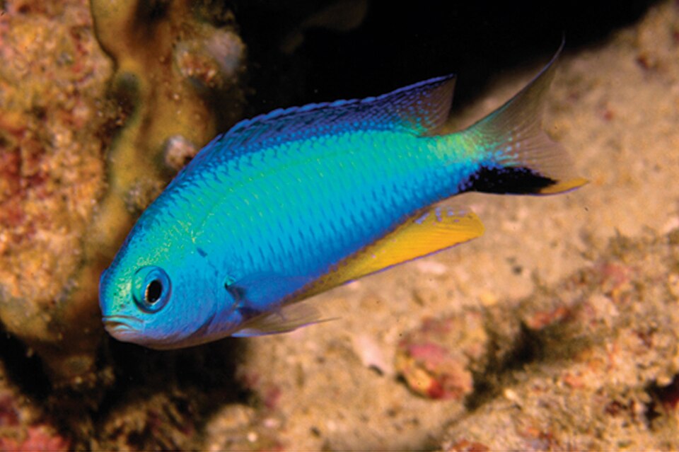 ภาพ ปลาสลิดหิน alleni (Pomacentrus alleni)