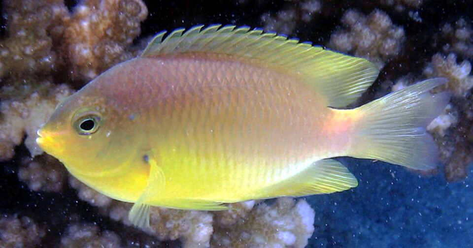 ภาพ ปลาสลิดหินอัมบน (Pomacentrus amboinensis)