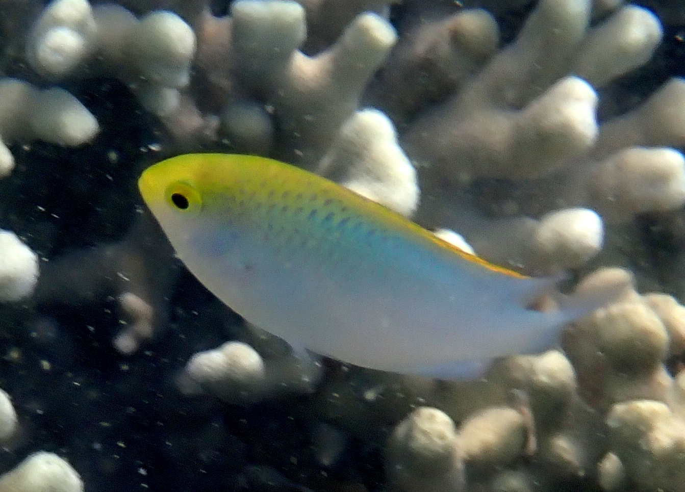ภาพ ปลาสลิดหิน aurifrons (Pomacentrus aurifrons)