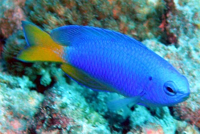 ภาพ ปลาสลิดหินท้องเหลือง (Pomacentrus auriventris)