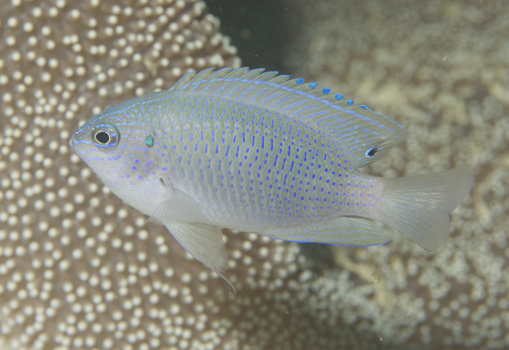 ภาพ ปลาสลิดหิน bintanensis (Pomacentrus bintanensis)