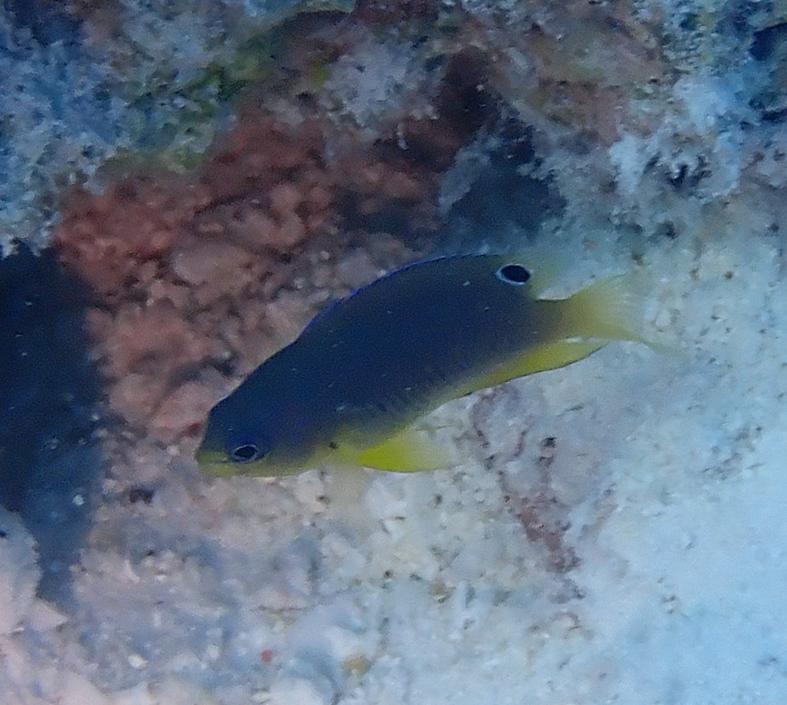 ภาพ ปลาสลิดหินแปซิฟิก (Pomacentrus bipunctatus)