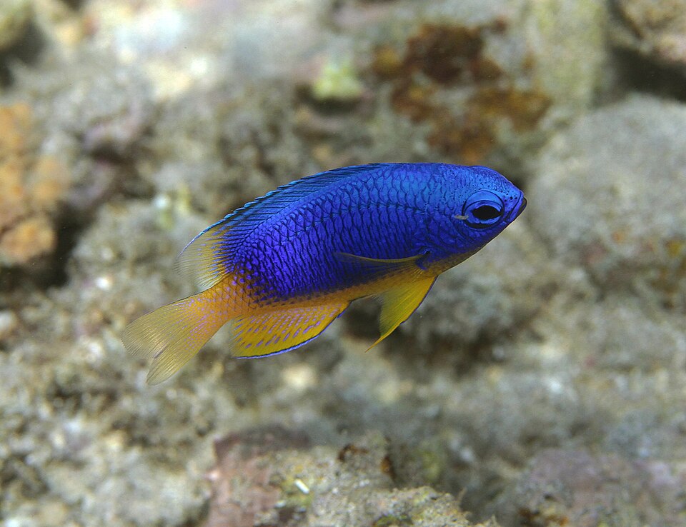 ภาพ ปลาสลิดหินน้ำเงิน (Pomacentrus caeruleus)