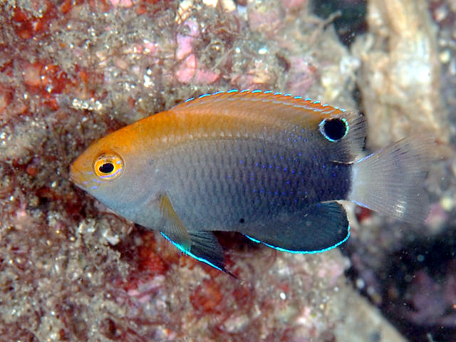 ภาพ ปลาสลิดหินหางขาว (Pomacentrus chrysurus)