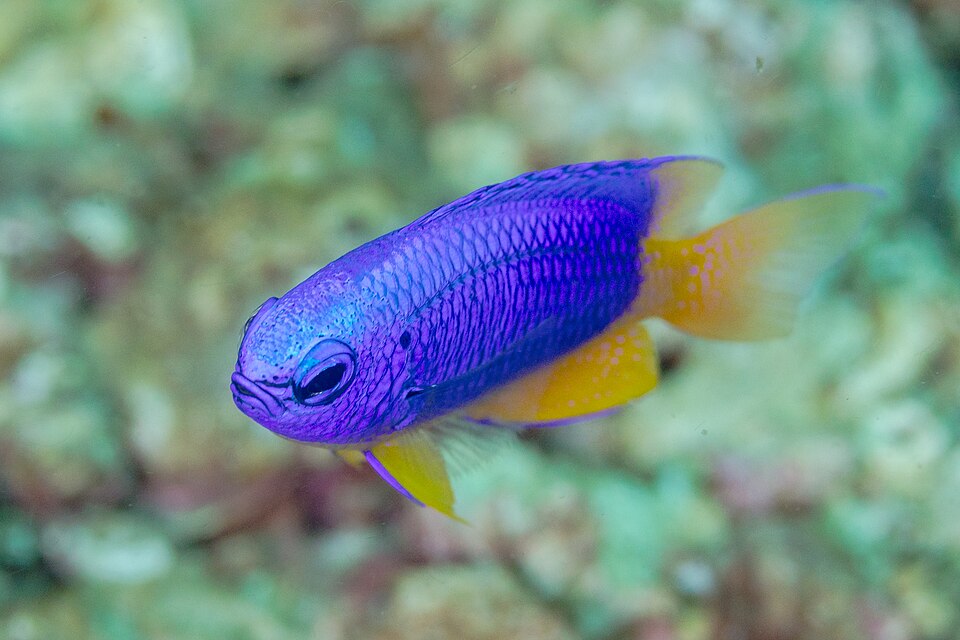 ภาพ ปลาสลิดหินนีออนฟ้าหางเหลือง (Pomacentrus coelestis)