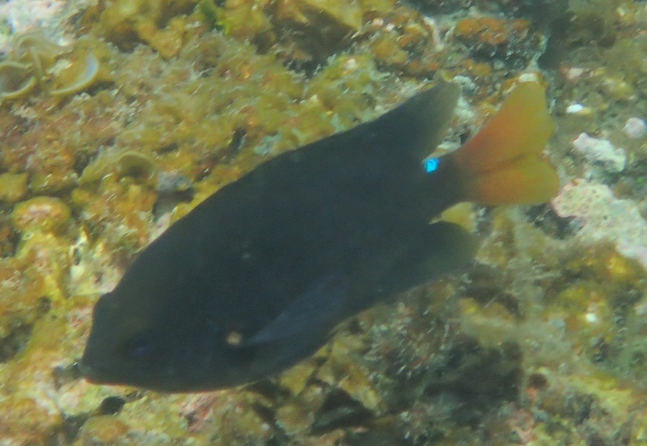 ภาพ ปลาสลิดหิน grammorhynchus (Pomacentrus grammorhynchus)