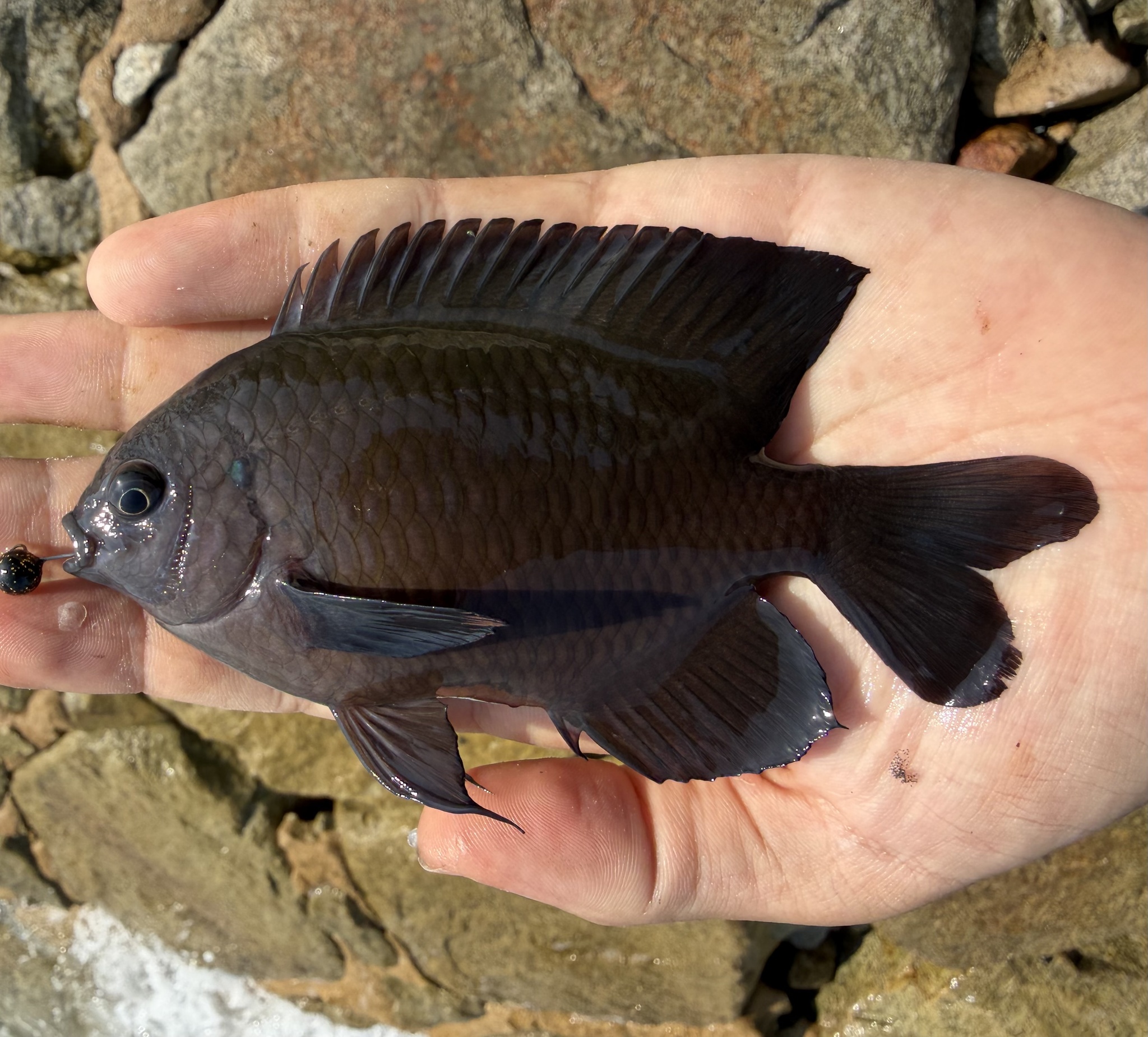 ภาพ ปลาสลิดหินคล้ำ (Pomacentrus littoralis)