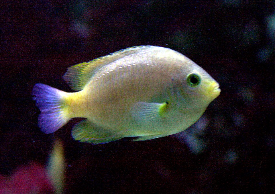 ภาพ ปลาสลิดหินมะนาว (Pomacentrus moluccensis)