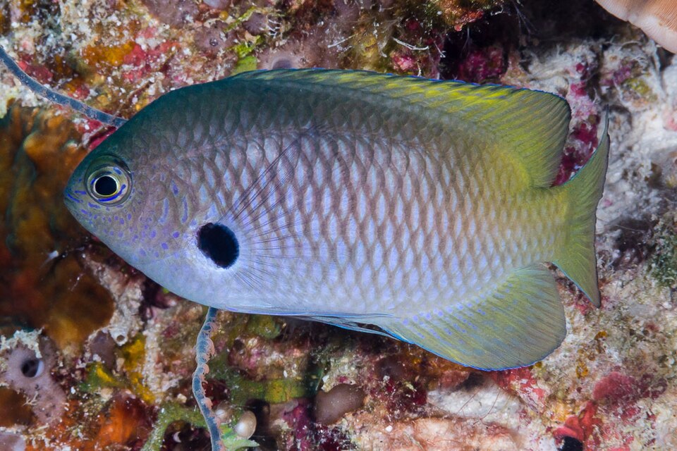ภาพ ปลาสลิดหินดำ (Pomacentrus nigromarginatus)