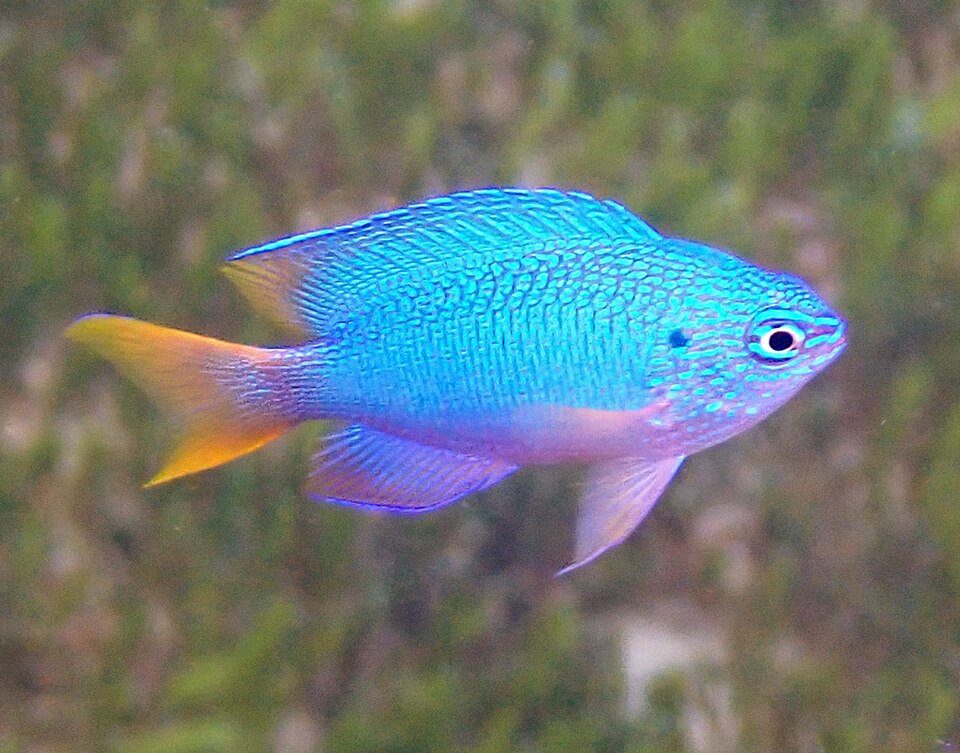 ภาพ ปลาสลิดหินลายนกยูง (Pomacentrus pavo)