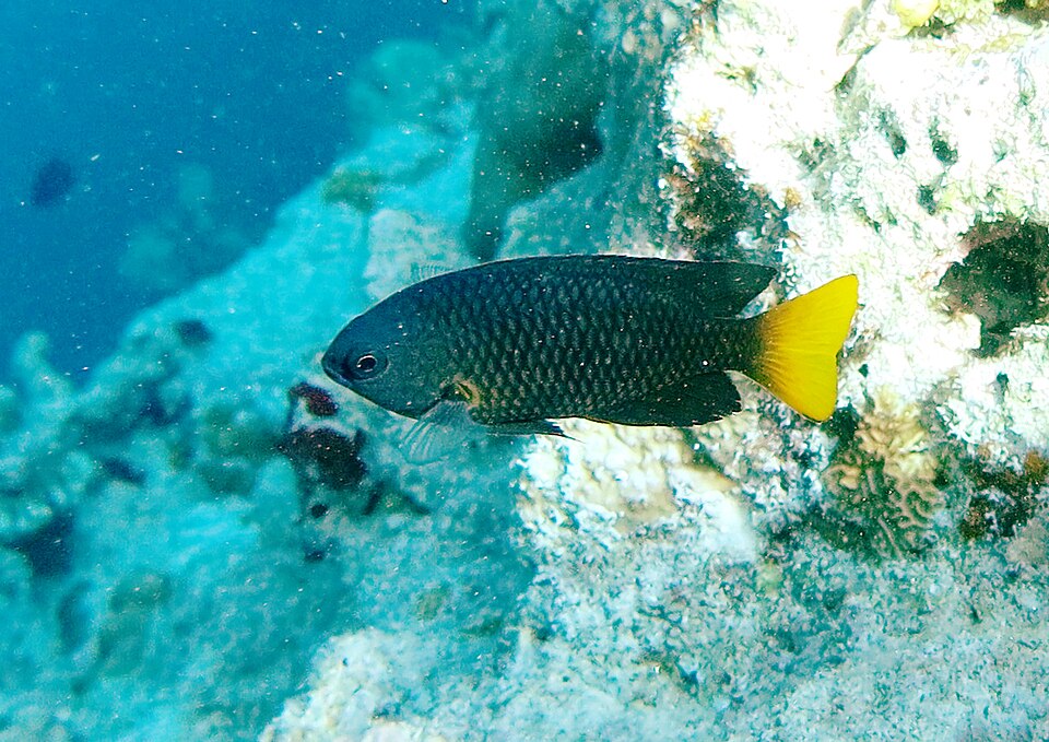 ภาพ ปลาสลิดหินดำหางส้ม (Pomacentrus philippinus)