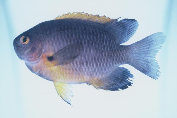 ภาพ ปลาสลิดหิน rodriguesensis (Pomacentrus rodriguesensis)