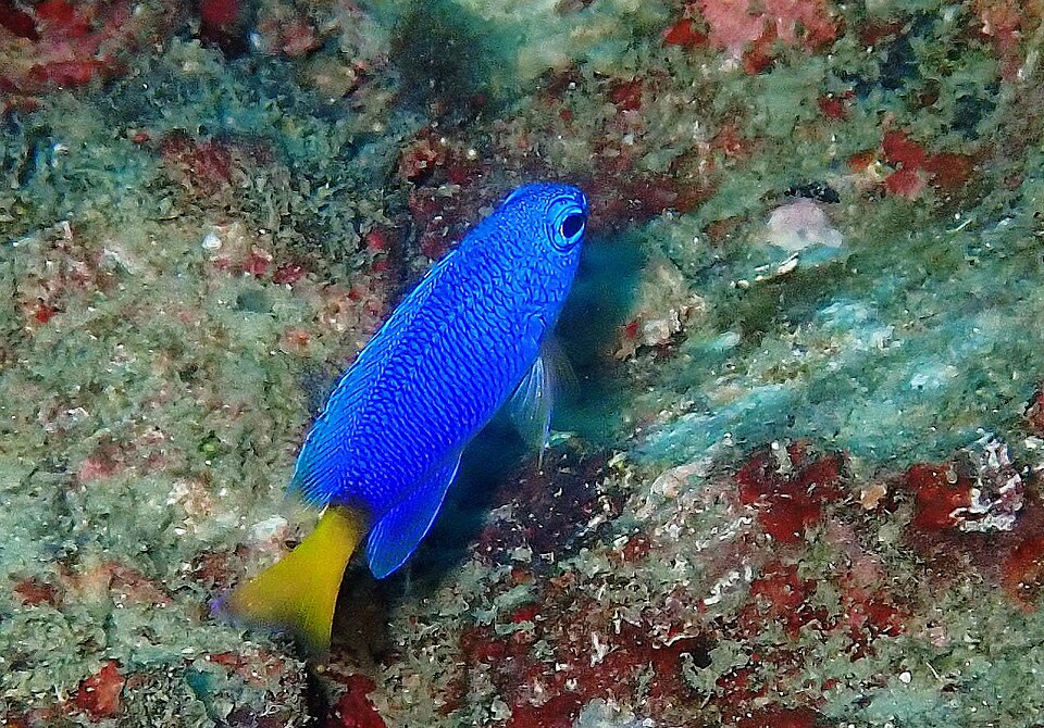 ภาพ ปลาสลิดหินฟ้าหางเหลือง (Pomacentrus similis)