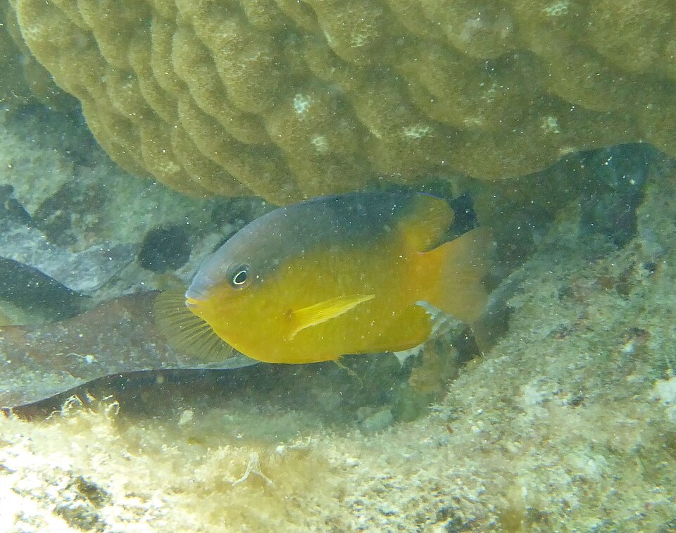 ภาพ ปลาสลิดหิน simsiang (Pomacentrus simsiang)