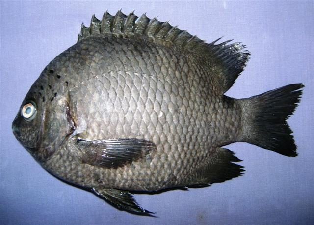 ภาพ ปลาสลิดหินสามจุด (Pomacentrus tripunctatus)