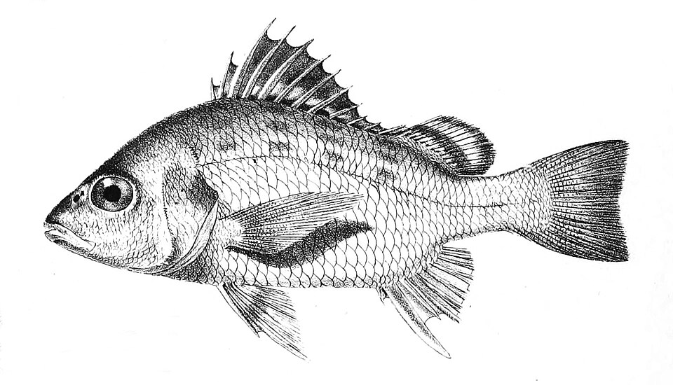 ภาพ ปลาสร้อยนกเขา argenteus (Pomadasys argenteus)