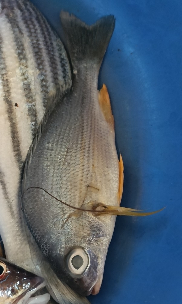 ภาพ ปลาครืดคราดครีบเหลือง (Pomadasys grunniens)