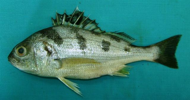 ภาพ Kathikhut (Pomadasys maculatus)