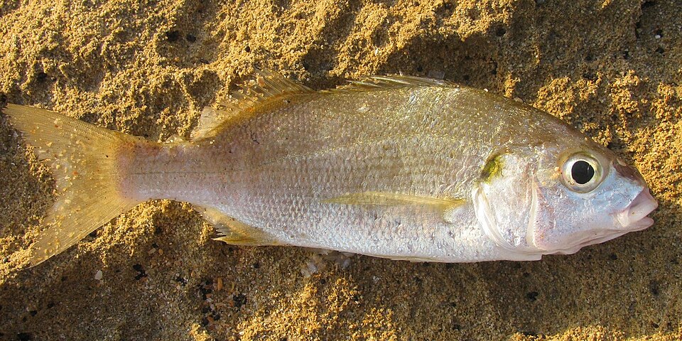 ภาพ ปลาสร้อยนกเขา olivaceus (Pomadasys olivaceus)