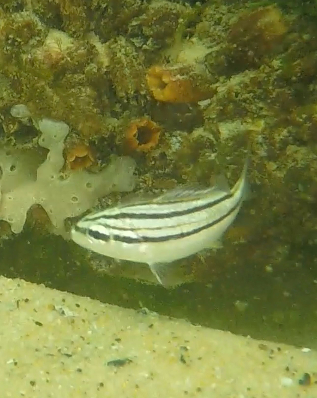 ภาพ ปลาสร้อยนกเขาลายเส้น (Pomadasys striatus)