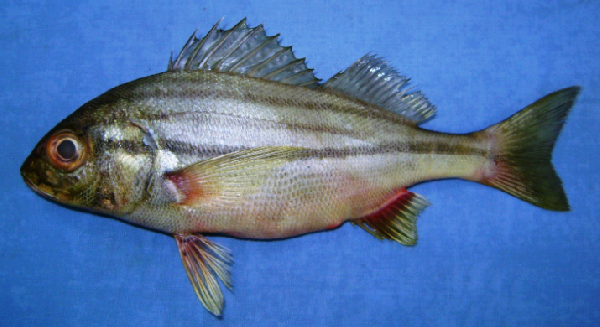 ภาพ ปลาสร้อยนกเขาลายเส้น (Pomadasys stridens)