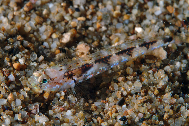 ภาพ ปลาบู่บู่ (Pomatoschistus bathi)