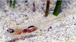 ภาพ ปลาบู่บู่ (Pomatoschistus knerii)