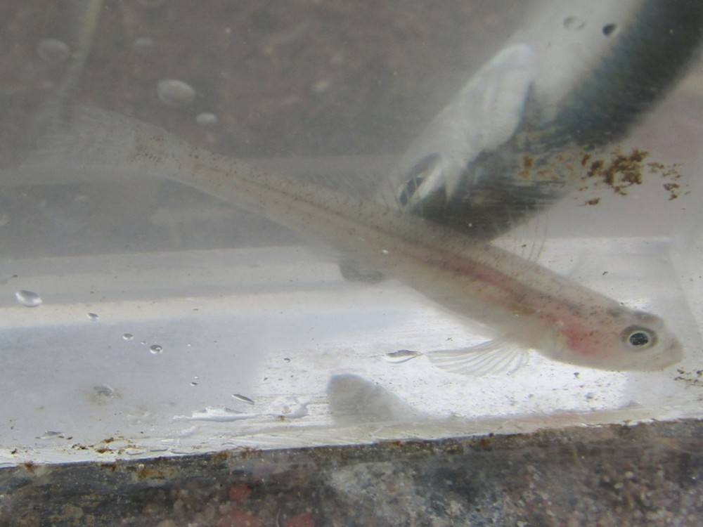 ภาพ ปลาบู่บู่ (Pomatoschistus lozanoi)