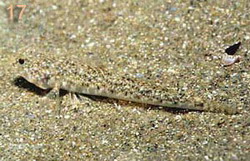 ภาพ ปลาบู่ลายหินอ่อนบู่ (Pomatoschistus marmoratus)