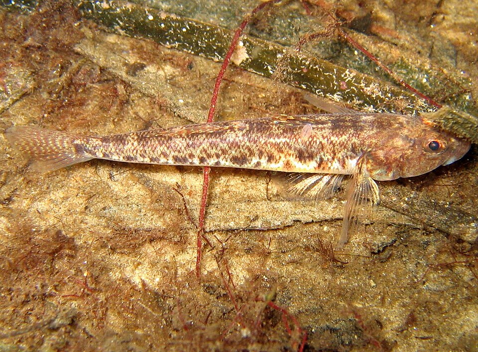 ภาพ ปลาบู่ธรรมดาบู่ (Pomatoschistus microps)