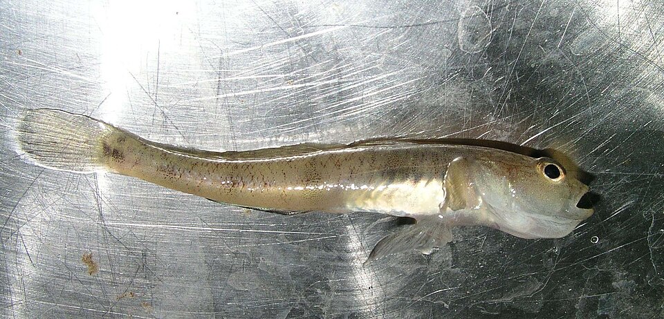 ภาพ ปลาบู่ธรรมดาบู่ (Pomatoschistus minutus)