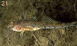 ภาพ ปลาบู่บู่ (Pomatoschistus norvegicus)