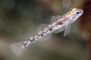 ภาพ ปลาบู่เมดิเตอร์เรเนียนบู่ (Pomatoschistus pictus)