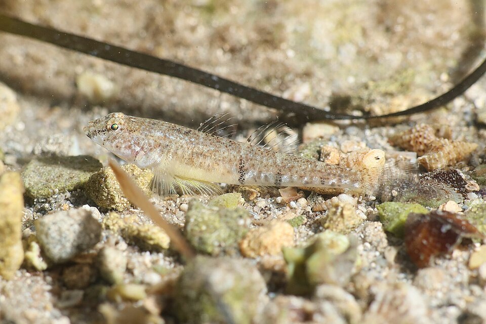 ภาพ ปลาบู่บู่ (Pomatoschistus tortonesei)