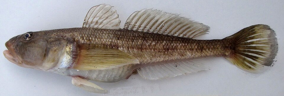 ภาพ ปลาบู่น้ำลึกบู่ (Ponticola bathybius)