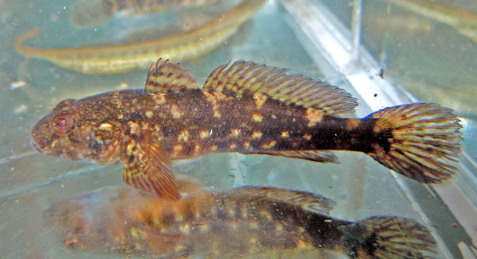 ภาพ ปลาบู่บู่ (Ponticola cephalargoides)