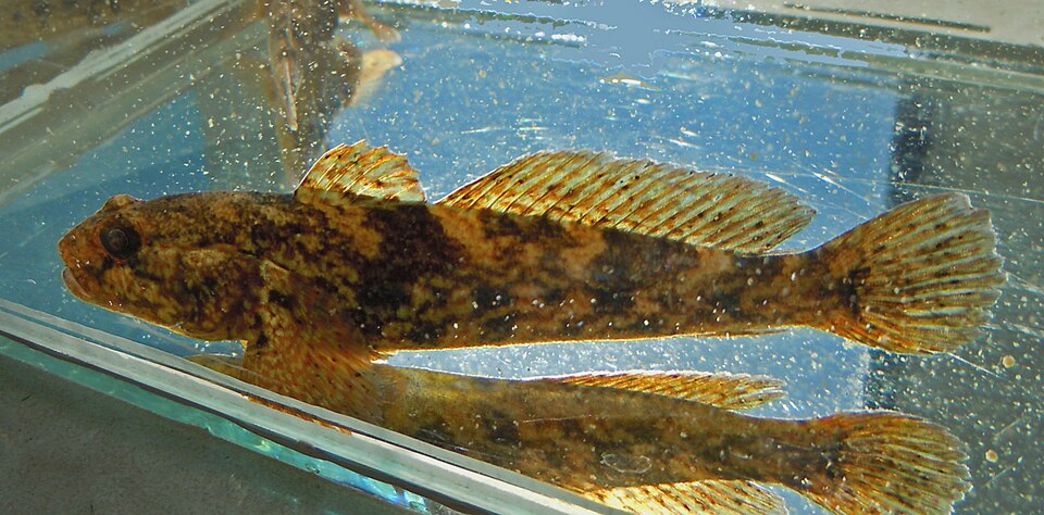 ภาพ ปลาบู่บู่ (Ponticola eurycephalus)