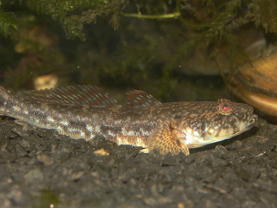 ภาพ ปลาบู่หัวโตบู่ (Ponticola kessleri)