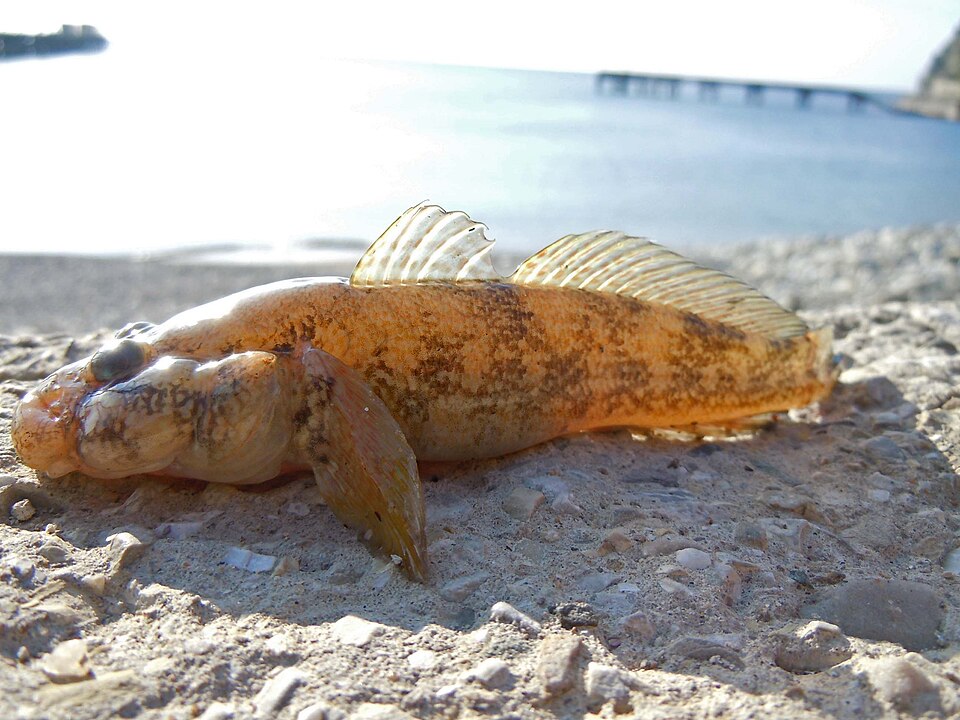 ภาพ ปลาบู่บู่ (Ponticola platyrostris)