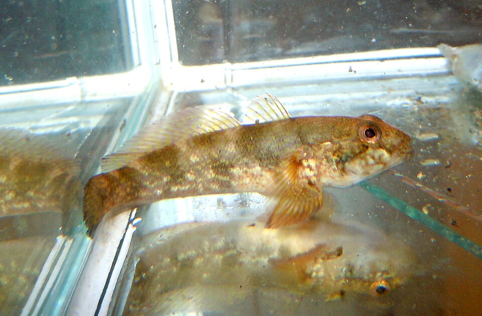 ภาพ ปลาบู่บู่ (Ponticola ratan)