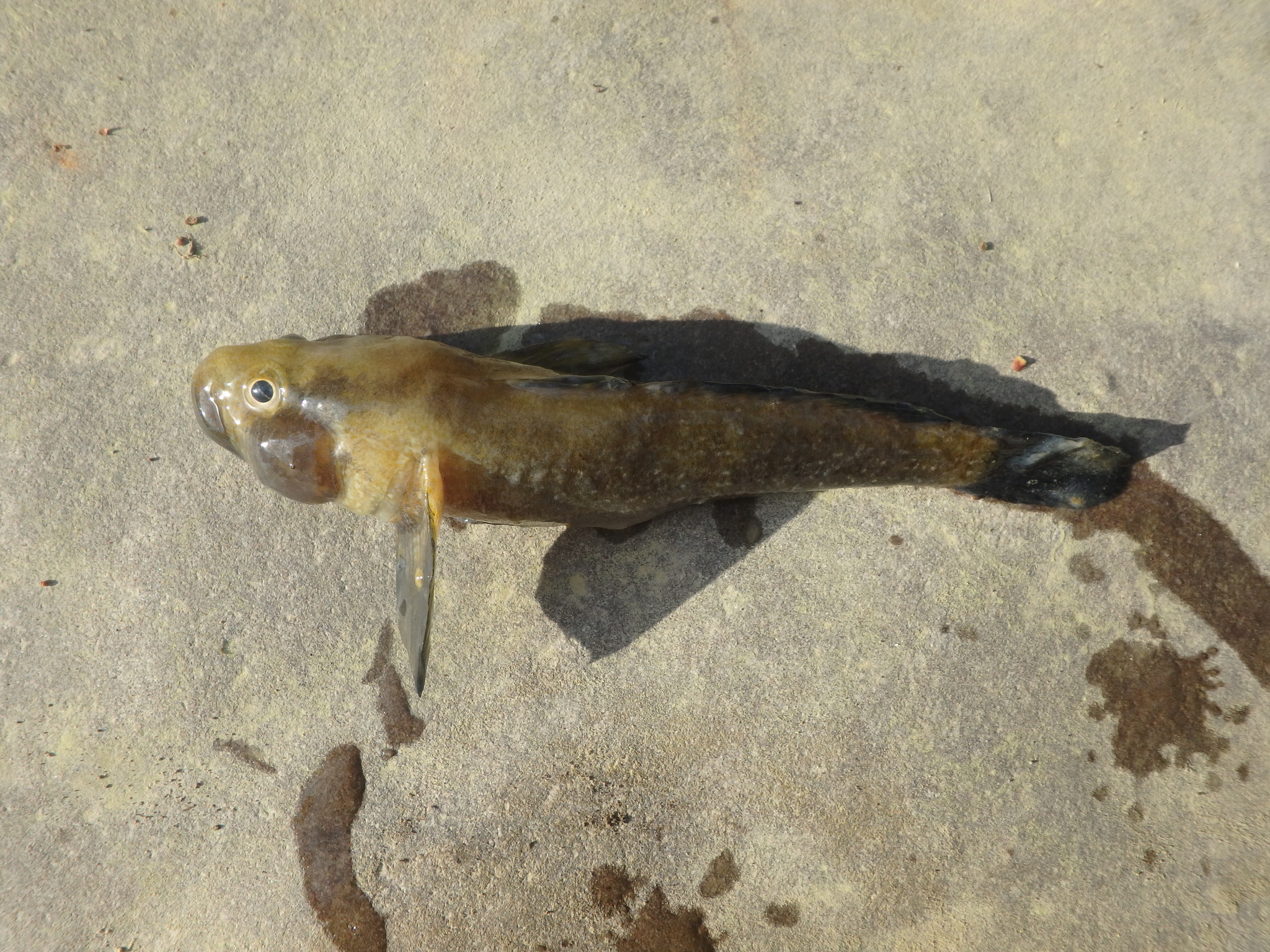 ภาพ ปลาบู่บู่ (Ponticola rhodioni)
