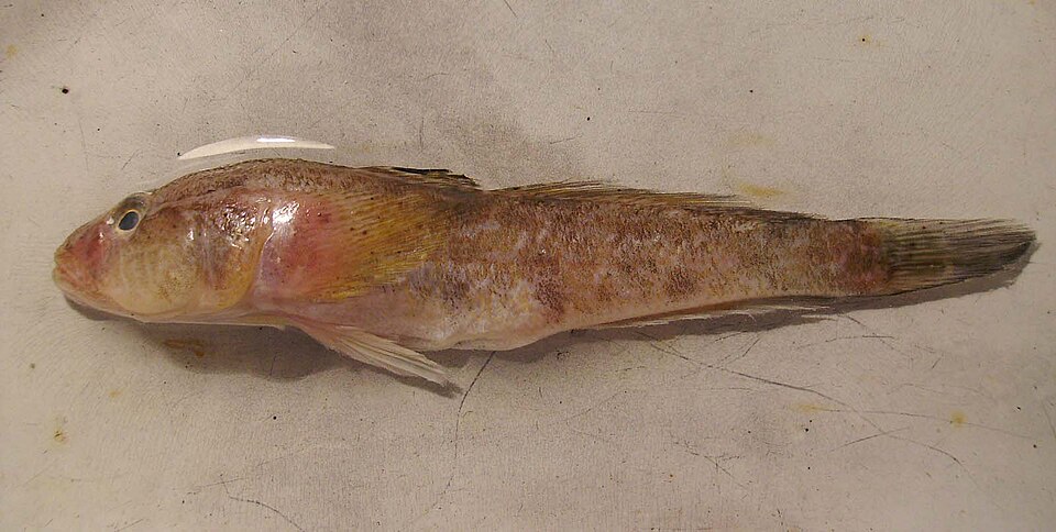 ภาพ ปลาบู่บู่ (Ponticola syrman)