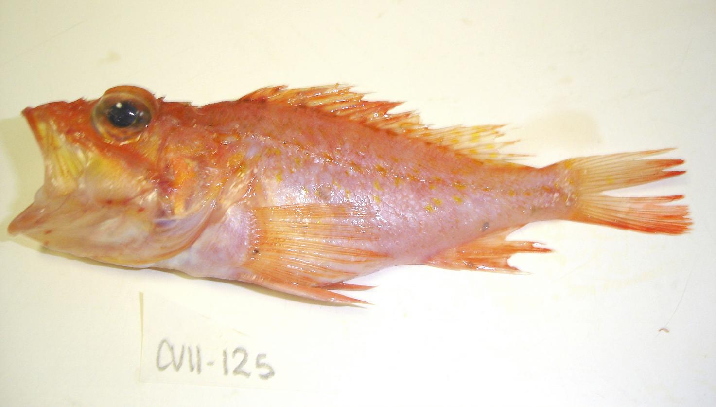 ภาพ ปลาแมงป่อง accraensis (Pontinus accraensis)