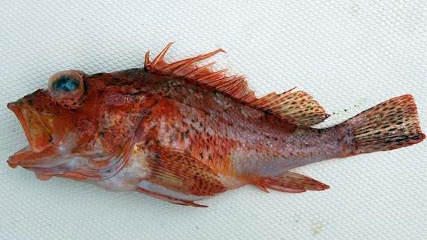 ภาพ ปลาแมงป่อง furcirhinus (Pontinus furcirhinus)