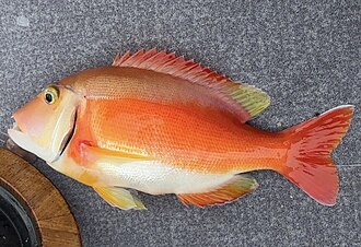 ภาพ ปลา dentata (Porcostoma dentata)