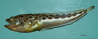 ภาพ ปลา plectrodon (Porichthys plectrodon)