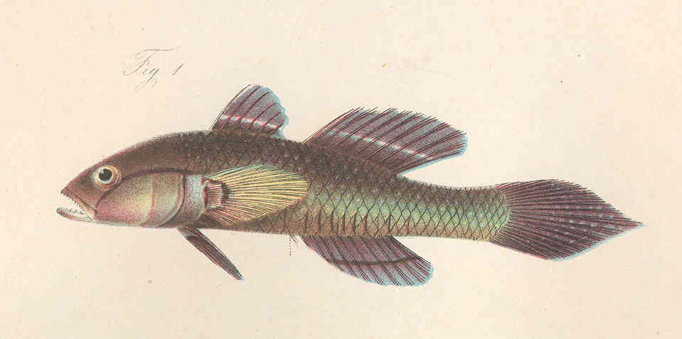 ภาพ ปลาบู่ schlegelii (Porogobius schlegelii)
